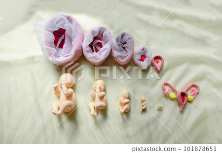 一個溫暖的胎兒娃娃，幫助你了解生命的誕生 101878651