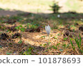 Autumnal crocus Colchicum autumnal in meadow in fir forest. delicate autumn flower. blurred background 101878693
