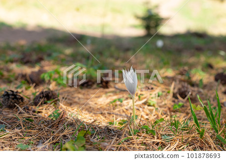 Autumnal crocus Colchicum autumnal in meadow in fir forest. delicate autumn flower. blurred background 101878693