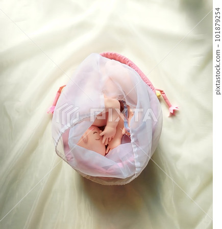 胎兒在子宮的搖籃中快速成長 胎兒在子宮的搖籃中快速成長 101879254