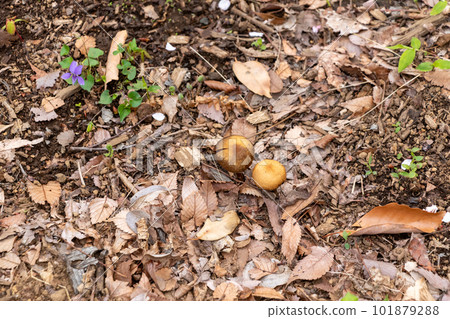 地上的落葉和棕色蘑菇 地上的落葉和棕色蘑菇 101879288