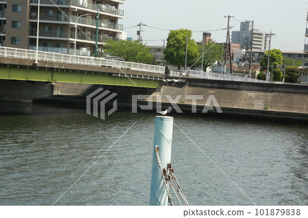 I walked along the Tsurumi River 101879838
