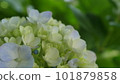 Light blue and white gradation hydrangea 101879858