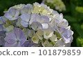 purple and white gradient hydrangea 101879859