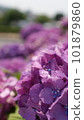 Purple hydrangea photographed with a single-lens reflex camera 101879860