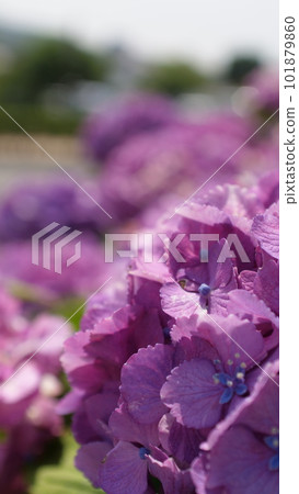 Purple hydrangea photographed with a single-lens reflex camera Purple hydrangea photographed with a single-lens reflex camera 101879860