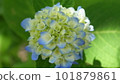 Light blue hydrangea photographed with a single-lens reflex camera 101879861