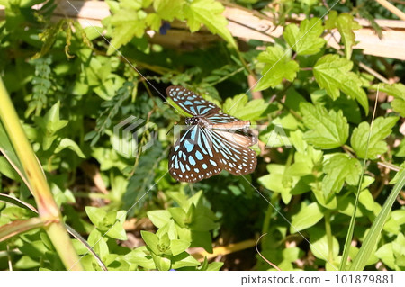 沖繩縣國頭郡瀨底水納島 棲息在奄美大島以南的蛺蝶科琉球板栗虎斑蝶（琉球淺色斑點） 101879881