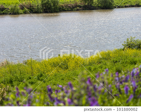 Scenery of rape blossoms blooming on the riverbed 101880002