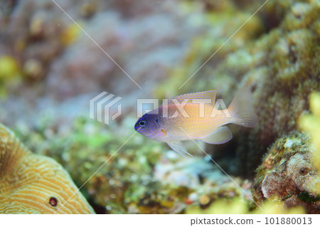 檸檬麻雀 檸檬麻雀 101880013