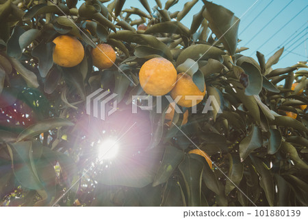 citron, japanese citron, yuzu (small citrus fruit) 101880139
