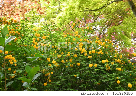 春天來了 山吹花 101880199