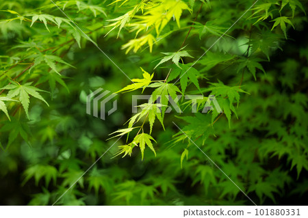 Fresh green maple Fresh green maple 101880331