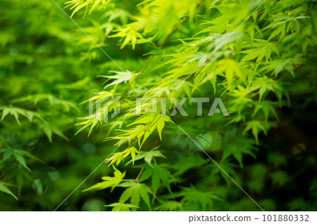 新鮮的綠色楓樹 新鮮的綠色楓樹 101880332
