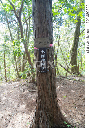 The summit of Mt. Otsutsujiyama (Oku Musashi) The summit of Mt. Otsutsujiyama (Oku Musashi) 101880823
