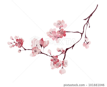 Loose watercolor cherry blossom branch painting isolated on white background Loose watercolor cherry blossom branch painting isolated on white background 101881046