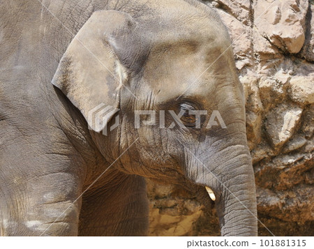 思維大象 101881315