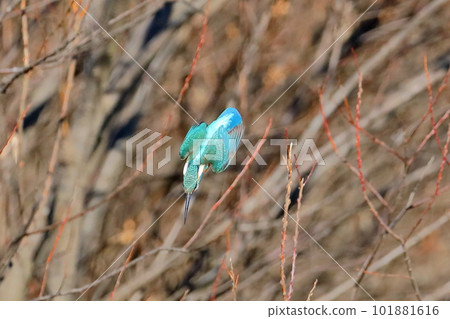 Kingfisher flying over the river, the land of the Oppe River swan in Kawajima-cho, Hiki-gun, Saitama Prefecture Kingfisher flying over the river, the land of the Oppe River swan in Kawajima-cho, Hiki-gun, Saitama Prefecture 101881616