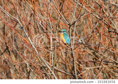 Kingfisher perching on a branch of the Oppe River swan landing site in Kawajima-cho, Hiki-gun, Saitama Prefecture 101881658
