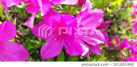 beautiful pink azalea beautiful pink azalea 101881990