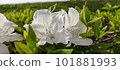 美麗的白杜鵑花 101881993