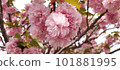 重瓣櫻花～觀山～ 101881995