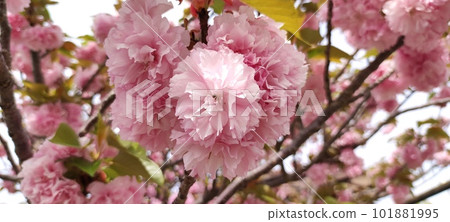 Double-flowered cherry blossoms ~Kanzan~ Double-flowered cherry blossoms ~Kanzan~ 101881995