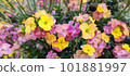 多彩壁花 101881997