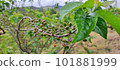 櫻桃樹 101881999