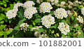 可愛的 Kodemari (Kotemari) 101882001