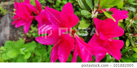 pink azalea wet in the rain pink azalea wet in the rain 101882005