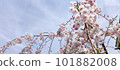 櫻桃樹 101882008