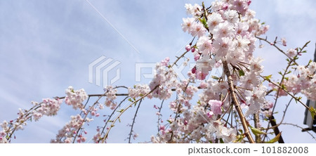 Cherry Blossoms Cherry Blossoms 101882008
