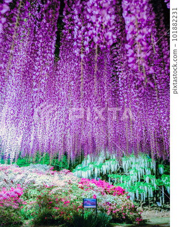 Japanese wisteria and azalea (vertical) 101882231