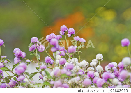 桃紅色千日紅花在公園盛開。學名是Gomphrena globosa。 101882663