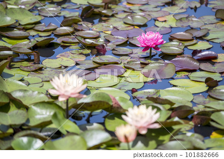 粉色睡蓮睡蓮素材 101882666