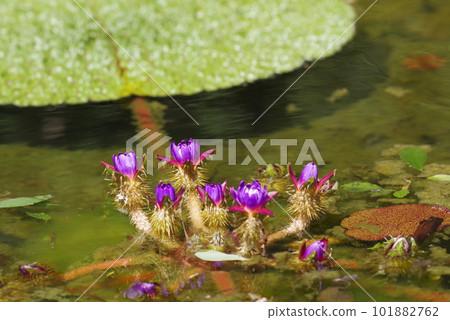Purple onibus flowers are in bloom. The scientific name is Euryale ferox. 101882762