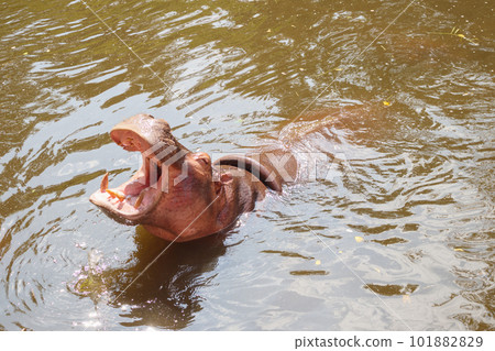 common hippopotamus (Hippopotamus amphibius) close up 101882829