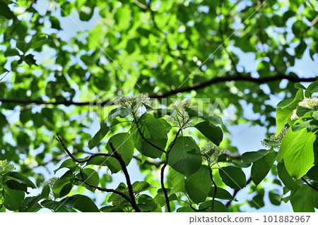 現在盛開的上水櫻 現在盛開的上水櫻 101882967