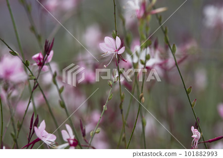 粉紅色的高拉花盛開。學名 Oenothera lindheimeri 粉紅色的高拉花盛開。學名 Oenothera lindheimeri 101882993
