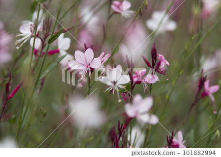 Pink gaura flowers are in bloom. Scientific name Oenothera lindheimeri Pink gaura flowers are in bloom. Scientific name Oenothera lindheimeri 101882994