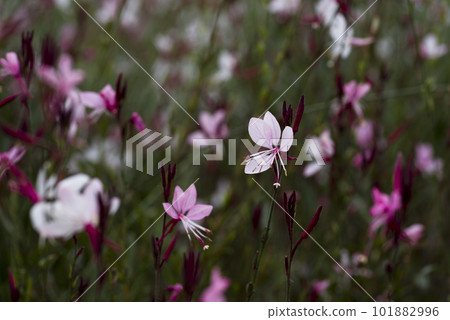 粉紅色的高拉花盛開。學名 Oenothera lindheimeri 粉紅色的高拉花盛開。學名 Oenothera lindheimeri 101882996