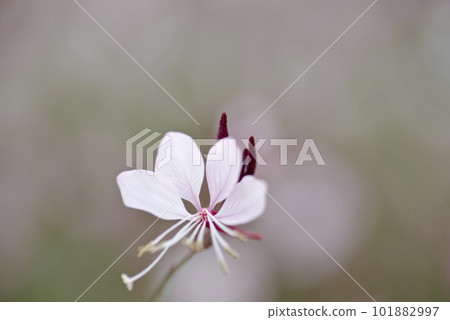 粉紅色的高拉花盛開。學名 Oenothera lindheimeri 101882997