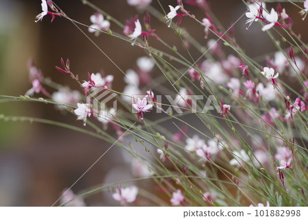粉紅色的高拉花盛開。學名 Oenothera lindheimeri 粉紅色的高拉花盛開。學名 Oenothera lindheimeri 101882998