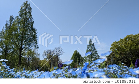 nemophila, green and sky nemophila, green and sky 101883011