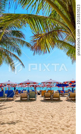 Coconut trees on island beach and summer vacation Coconut trees on island beach and summer vacation 101883023