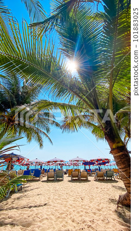 Coconut trees on island beach and summer vacation Coconut trees on island beach and summer vacation 101883025