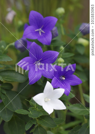 白紫色的風鈴草花正在盛開。學名是 Platycodon grandiflorus。 101883063