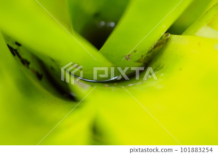 Stagnant water in green leaf plant in the garden Stagnant water in green leaf plant in the garden 101883254