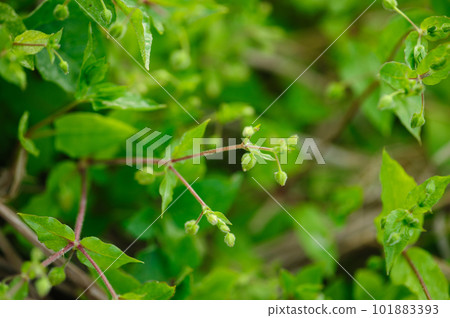 Chickweed ,Stellaria media in the garden. The plants are annual and with weak slender stems, they reach a length up to 40 cm. 101883393